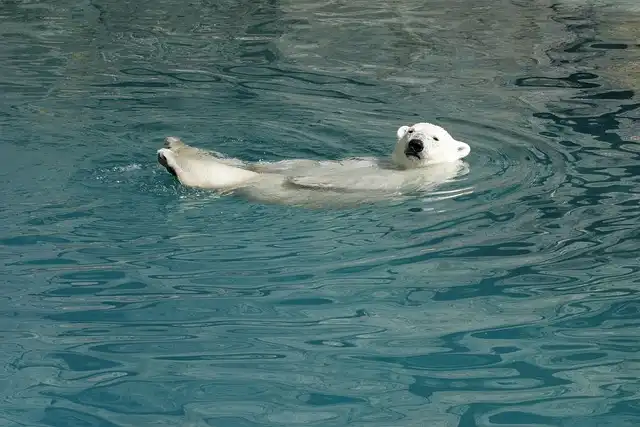 Killer instinct: Polar bear safaris put travelers in touch with a dying breed