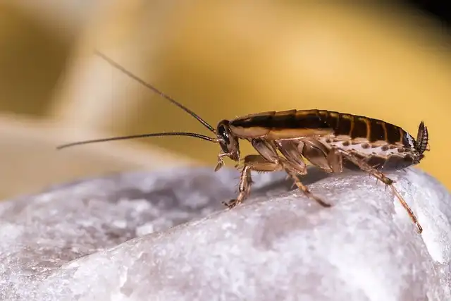 Singapore Airlines Sued Over Allergic Reaction to Shrimp
