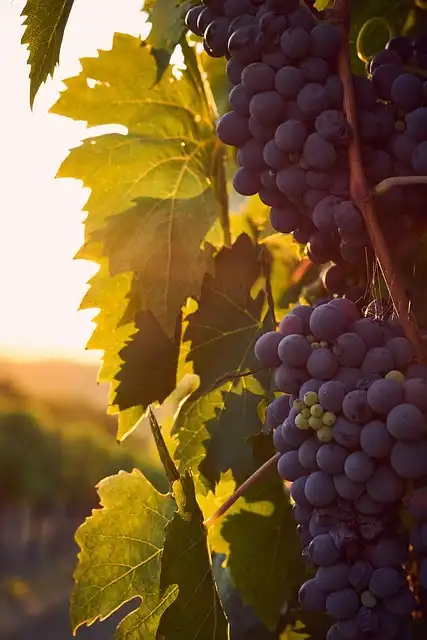 UK Winery Escapes: Best Vineyards, Stays & Wine Tours