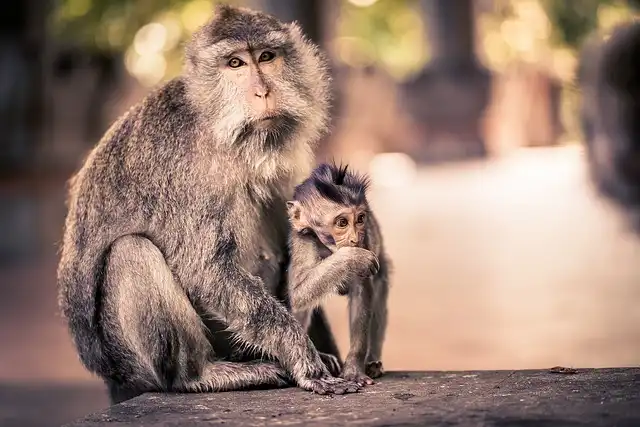 Bali Monkey Attack: Rabies Scare & Travel Insurance Woes