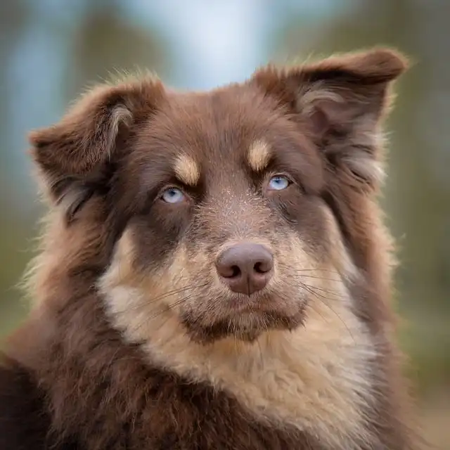 Pet Dog as Luggage: Airline Liability & Animal Rights